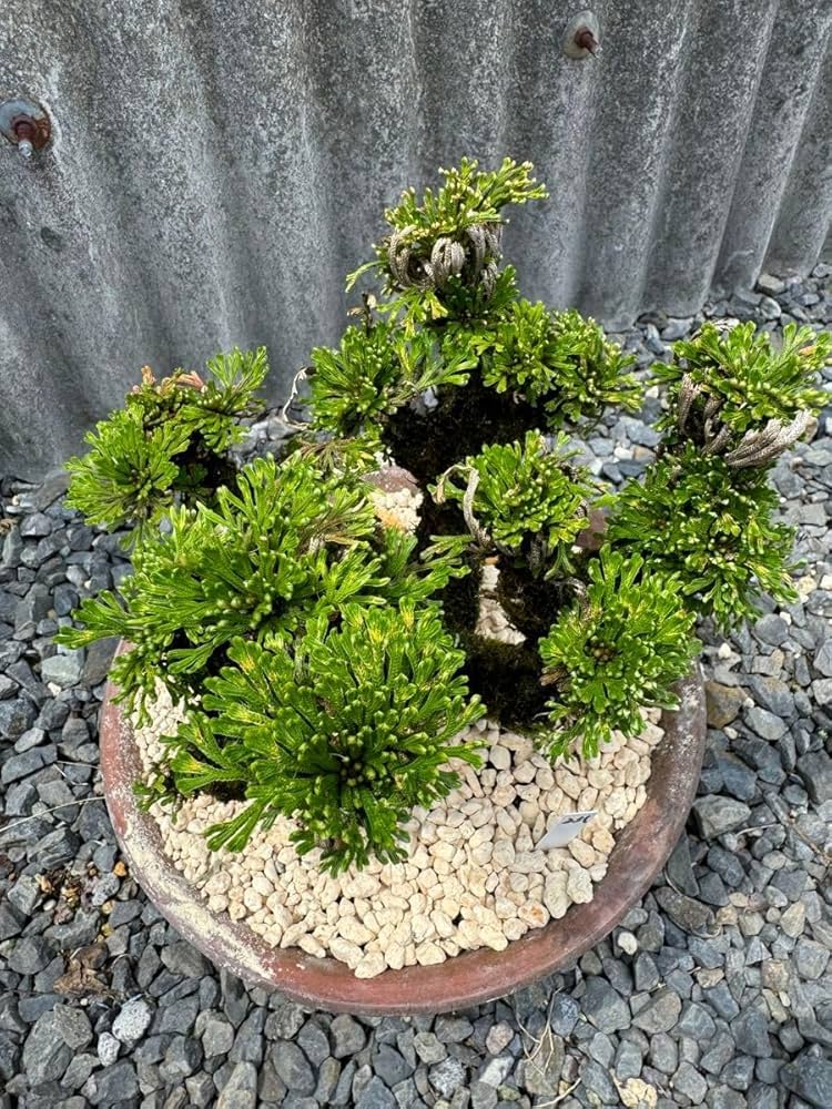 ❸ イワヒバ ( 岩松 ） 首長最上株物 ３０年以上コニファー 盆栽 激安 ➂ イワヒバ ( 岩松 ） 首長最上株物 30年以上コニファー 盆栽